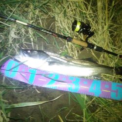 円山川！！夏シーバス！