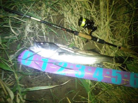 円山川！！夏シーバス！