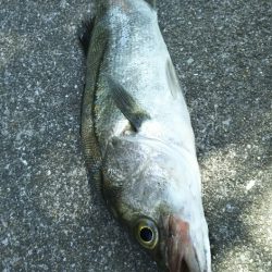 【遠賀川河口】シーバス調査