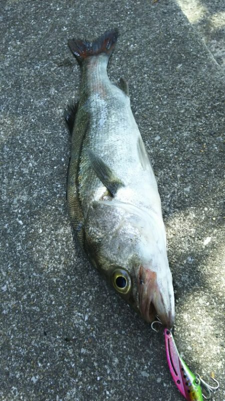 【遠賀川河口】シーバス調査