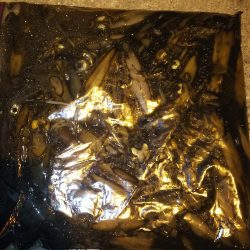 ライトエギング