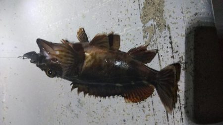 タコ1匹、ガシラ1匹