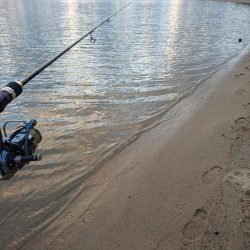 サーフでエソ遊び