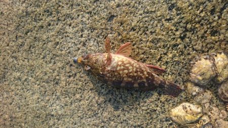 ショアジギング