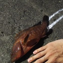 ロックフィッシュ