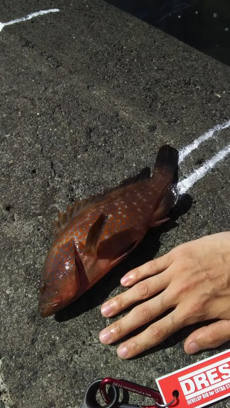 ロックフィッシュ