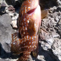 なんとかアコウ釣れました