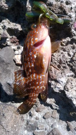 なんとかアコウ釣れました