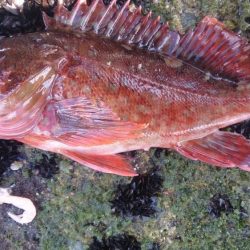 この暑さー夏だなー