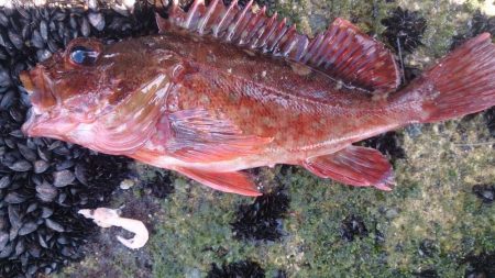 この暑さー夏だなー