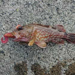 久々のキジハタ