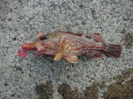 久々のキジハタ