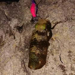 まだまだ小さい