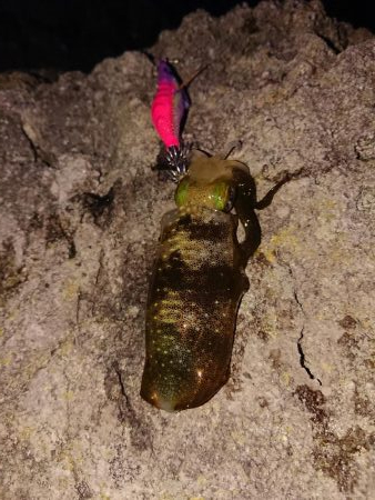 まだまだ小さい