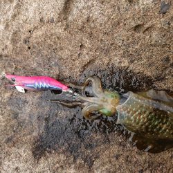 ひどい濁りの中