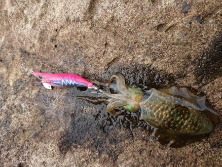 ひどい濁りの中