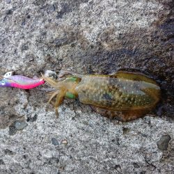 やっぱりチビばかり