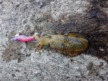 やっぱりチビばかり