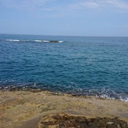 小さいけどなんとか一匹