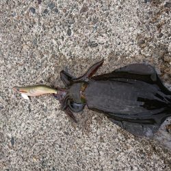 少しサイズアップ