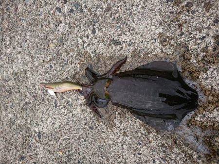 少しサイズアップ