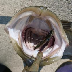 トップシーバス