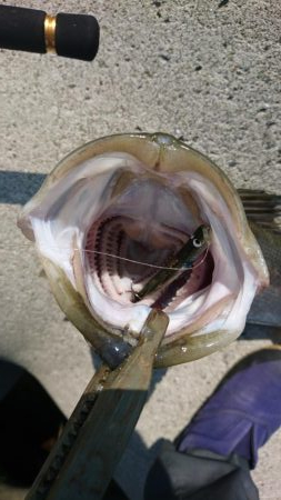 トップシーバス