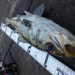 青物狙いのはずが…