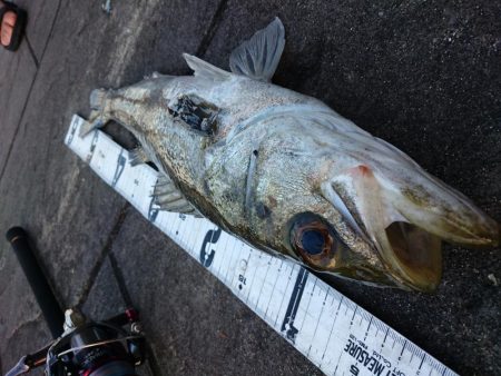 青物狙いのはずが…