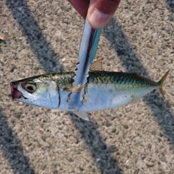 久々の大量！？