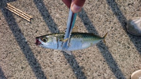 久々の大量！？