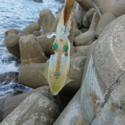 いつもの磯がおかしい