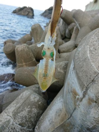 いつもの磯がおかしい