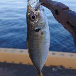 シーバスとアジ