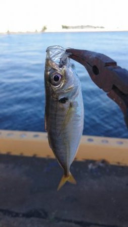 シーバスとアジ