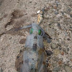 日中に来てみたが