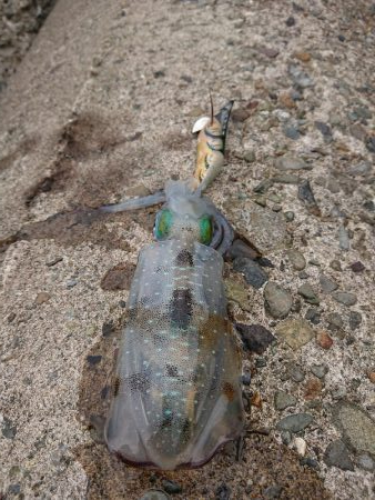 日中に来てみたが