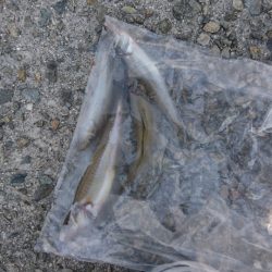 夏キス・・・とハゼ