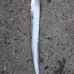 タチウオ今シーズン1匹目!!