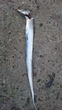 タチウオ今シーズン1匹目!!