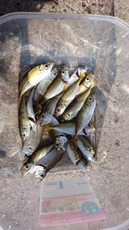サビキで鯵