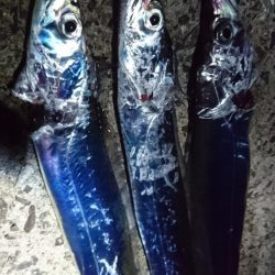 ガラガラですよ。