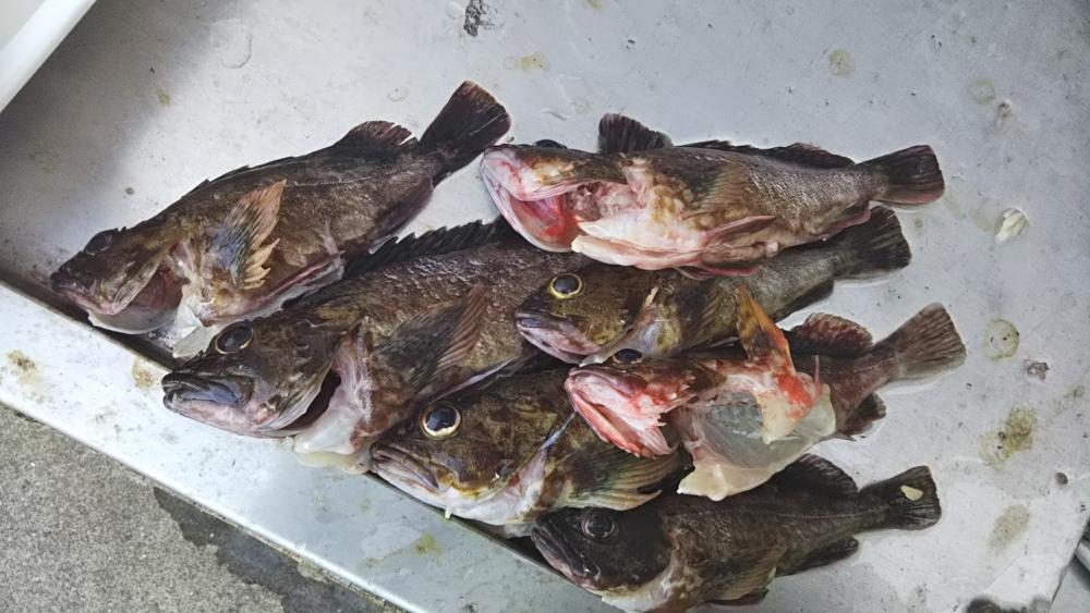 ライトショアジギ