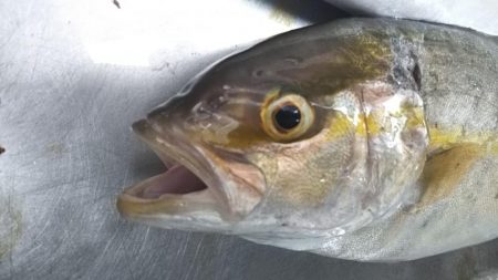 ライトショアジギ