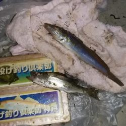 久々に快適な釣行でした