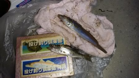 久々に快適な釣行でした