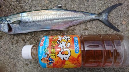 人工島ワインド&LSJ