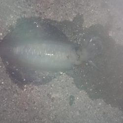 暑いのに、行ってきました。