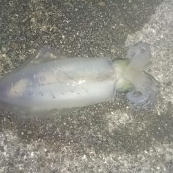 夏イカ求めて