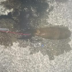 暑いので夜だけ行ってきました。